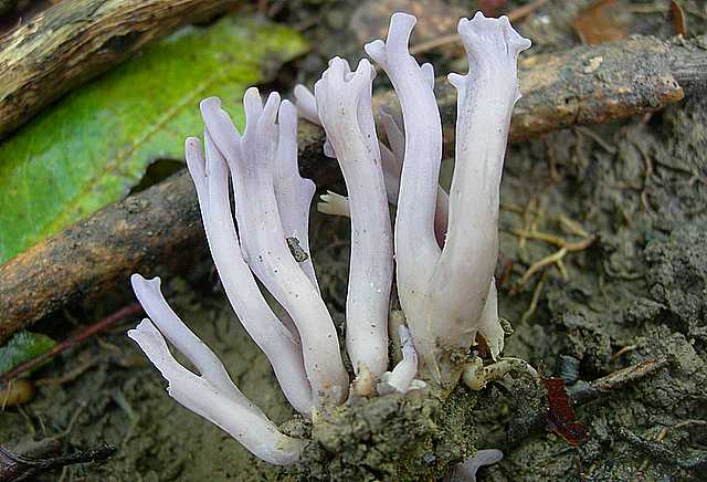 Clavaria   zollingeri    Lv.